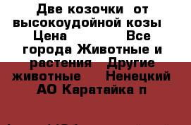 Две козочки  от высокоудойной козы › Цена ­ 20 000 - Все города Животные и растения » Другие животные   . Ненецкий АО,Каратайка п.